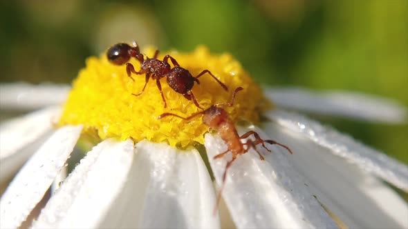 Close up shot of two ants are seen walking across a wild flower. alt