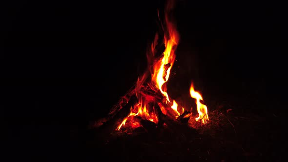 Night Fire in Forest