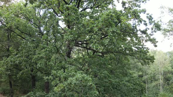 Aerial View of Green Forest in Summer. Ukraine. Slow Motion alt