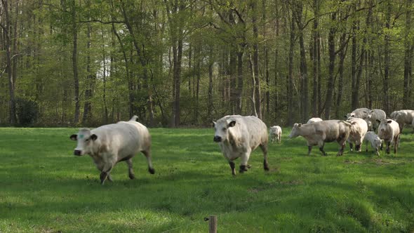 Cows coming out in the summer. Happy cows dancing and jumping. alt