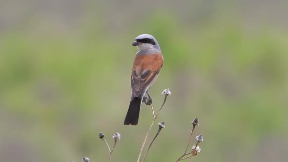 Red-backed Shrike Bird (Lanius collurio) alt