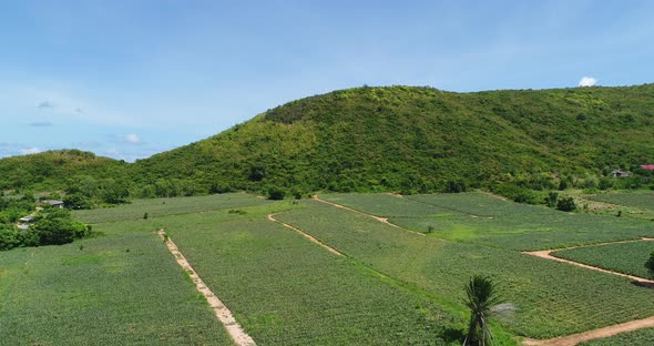 Green tropical pineapple plantation on foothill in Thailand, aerial view drone shot