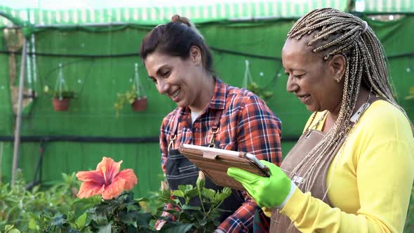 Elderly multiracial woman working inside greenhouse using digital tablet