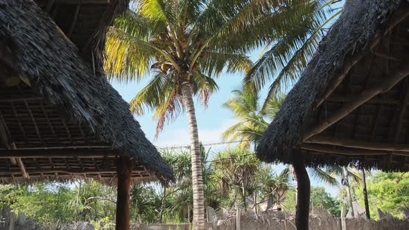 Tropical African Hotel with Thatched Roof Bungalows and Palm Trees Zanzibar alt