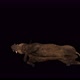 4K Wild Boar Die - VideoHive Item for Sale