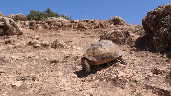 Moroccan tortoise walks down a rocky hill in Morocco alt