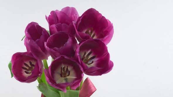 Opening of Beautiful Large Bouquet of Pink Tulips Flower on White Background alt