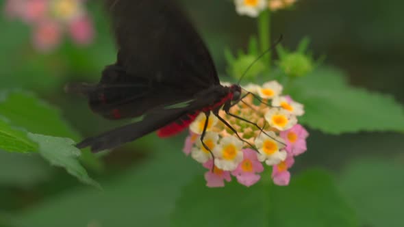 Close up of specific black butterfly with red body sitting on blooming flower,slow motion alt