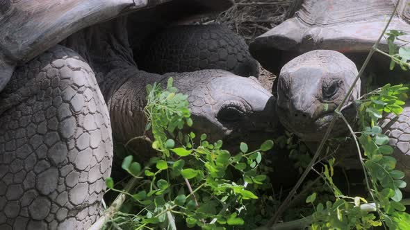 Giant Seychelles Turtles alt