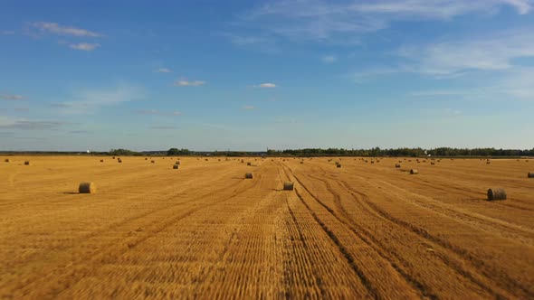 Bales of Hay on a Yellow Field