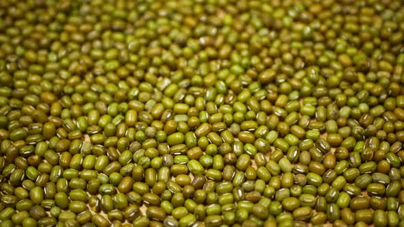 Green Mung Beans or Gram Legume, Maash Moong Plant, Pulses for Healthy Nutrition, Superfood. India