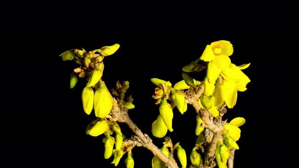 Forsythia yellow flowers blooming in early spring, time-lapse with alpha channel alt