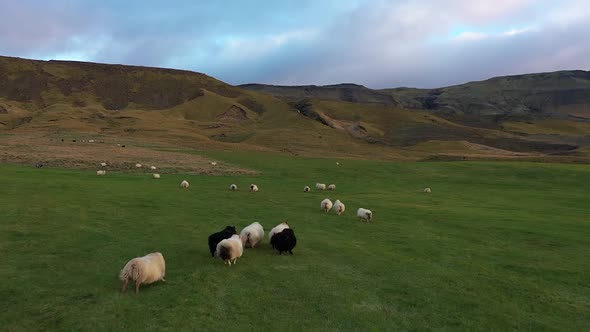 Herd of sheep. A flock of sheep runs across the field. Icelandic sheep. Sunset. alt