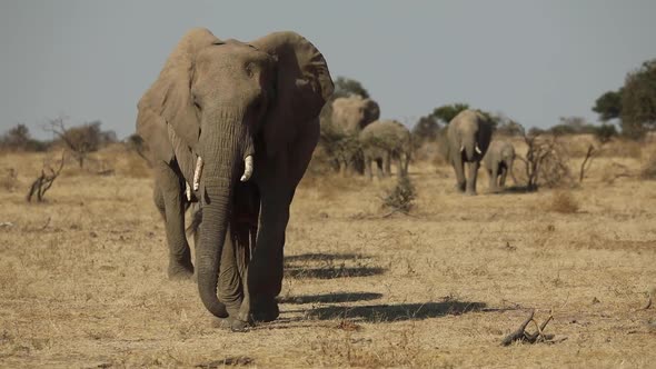 Beautiful wide shot of a herd of elephants walking towards the camera in Mashatu Botswana. alt