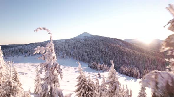 Flying between pine trees with a view at a mountain peak at sunrise