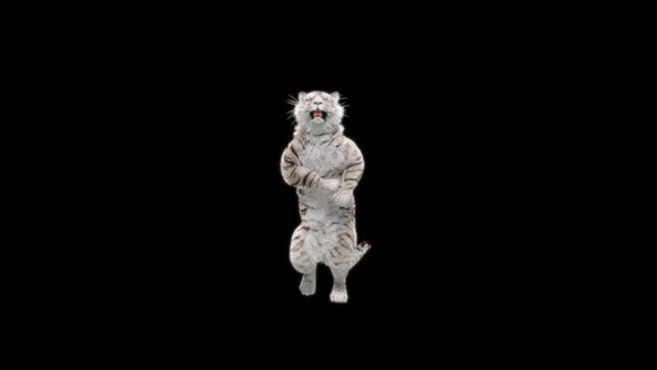 65 White Tiger Dancing HD alt