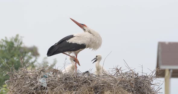 Adult Stork Clapping Its Beak