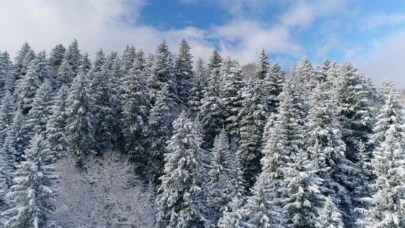 Beautiful Pine Forest Covered With Snow