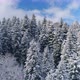 Beautiful Pine Forest Covered With Snow - VideoHive Item for Sale