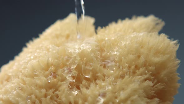 Natural Bath Sponge and Water Pouring on It Slow Motion