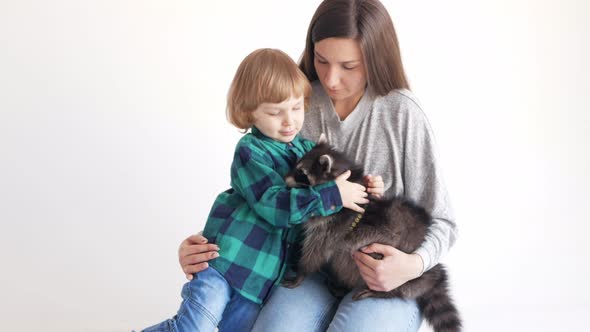 Family Plays with a Domestic Raccoon on a White Background Isolate