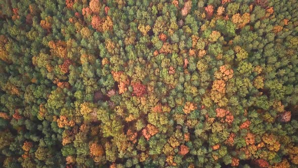 Aerial View. Flying over the beautiful autumn forest trees. Aerial camera shot. Landscape panorama. alt