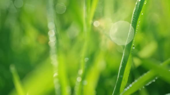 Macro of Dew on Grass