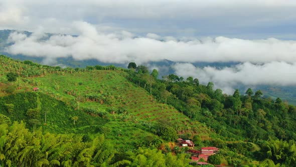 Mountains of Coffee and Banana in the mornings alt