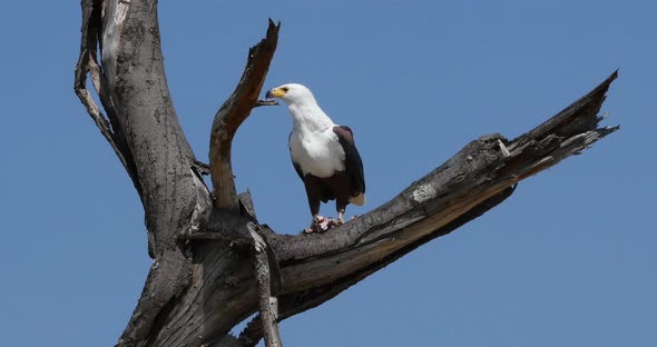 African Fish-Eagle, haliaeetus vocifer, Adult at the top of the Tree, Eating a Fish alt