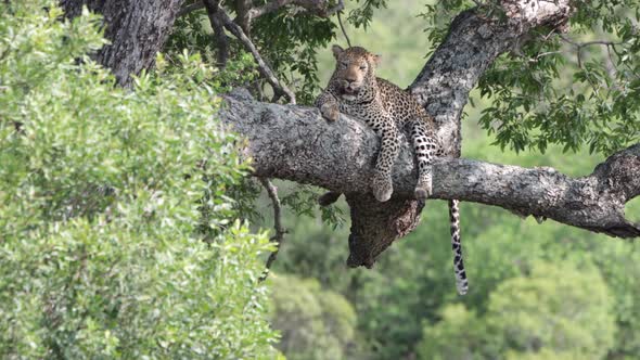 African Leopard relaxes on big tree branch in the heat of the day alt