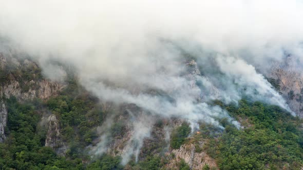 Rainforest burning in a WILDFIRE, white plumes of thick smoke billowing over green hillside alt