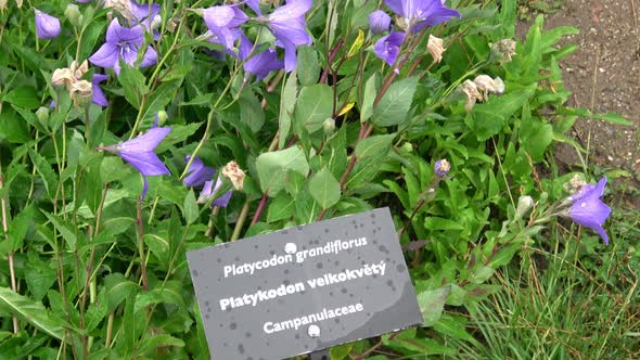 Flowering blue platycodon grandiflorus in the garden. Medicinal herb 