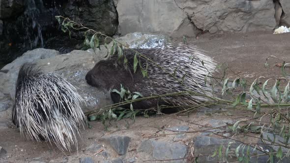 The Indian crested porcupine (Hystrix indica) or Indian porcupine