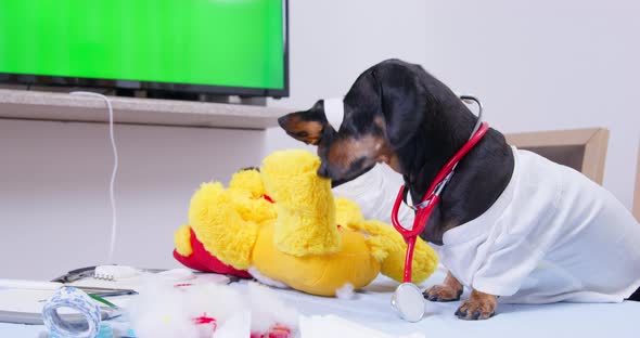 Two Funny Dachshund Dogs in Medical Uniforms Play As If They are Doctors and Perform Surgery on a