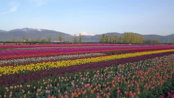 Aerial drone view of tulip flowers fields growing in rows of crops alt