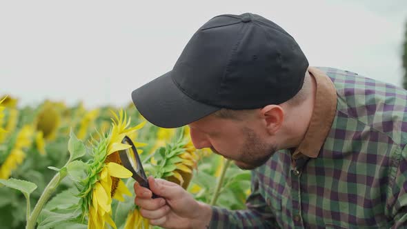 Farmer Stands in the Field of Sunflowers and and Looks at the Sunflower Flowers and Seeds Through a alt