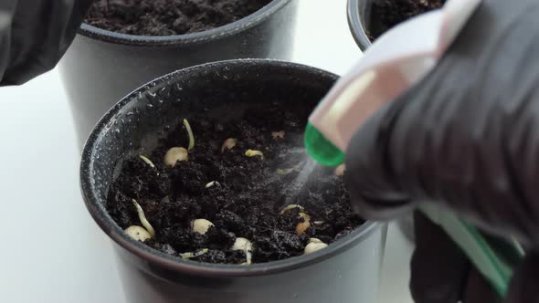 Closeup of a Woman Holding and Planting Plant Grains Pea Microgreens in a Pot with Soil Mud for