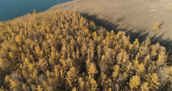Aerial View of Baikal Forest at Sunset. Drone Shot Flying Over Spruce Conifer Treetops  alt