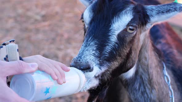 Farmer and child feeding a baby goat from a bottle with milk. Close-up of a goat drinking milk.