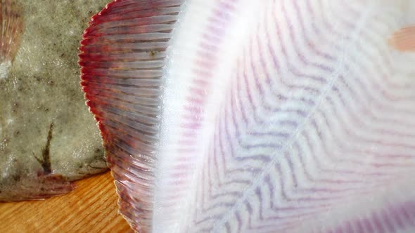 Fish of Flatfish alt