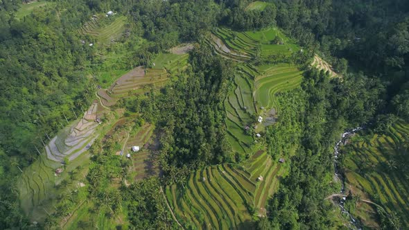 Aerial view of green rice fields in the jungle of Bali, Indonesia alt