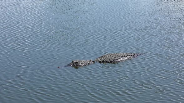 American Alligator In A Lake
