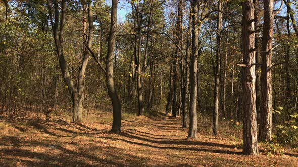 Path leading through the forest 3840X2160 UltraHD footage - Sunny day of autumn in nature 2160p 30fp alt
