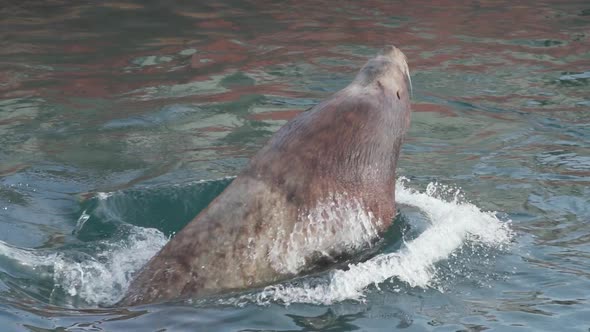 Wild Animals Marine Mammal Steller Sea Lion Swimming in Water Pacific Ocean