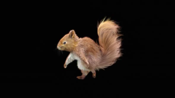 66 Squirrel Dancing HD alt