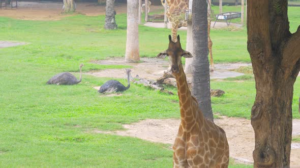 Young giraffe in tree shade protecting himself from the rain. alt