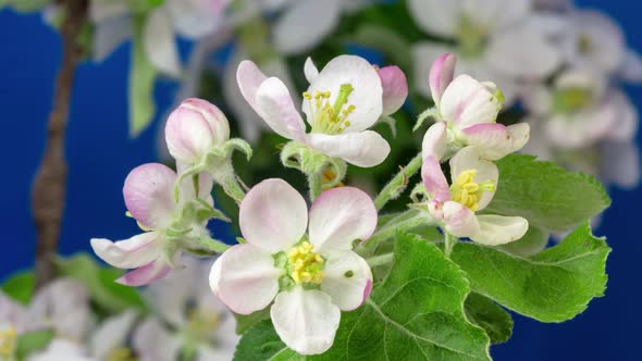 Apple Blossom Time Lapse alt