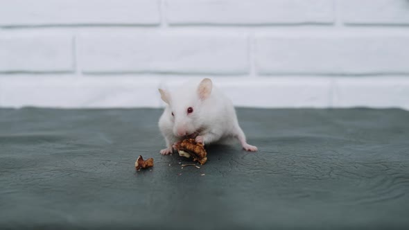 Adorable Cute Funny White Fluffy Albino Hamster Sits and Nibbles on Walnut alt