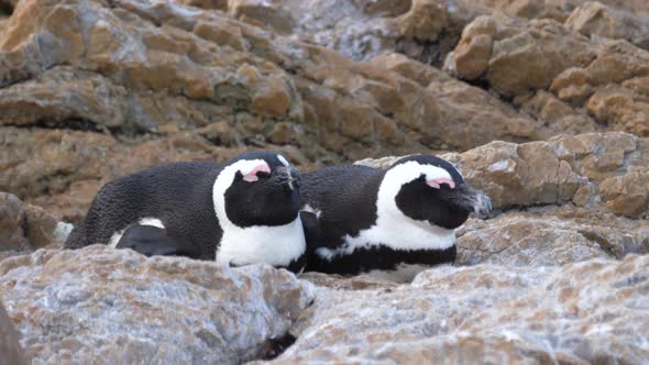 Two penguin sleeping on the rocks alt