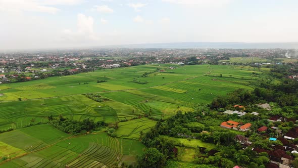 Slow-moving aerial clip of Canggu Bali showcasing lush rice fields and community and groups of house alt